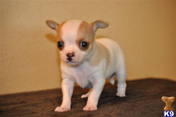 Puppies in Ocala