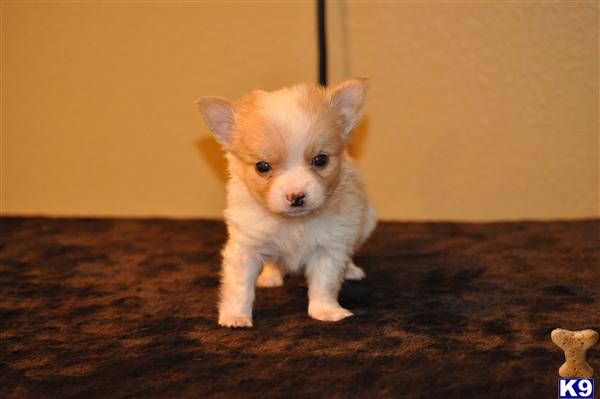 Puppies in Ocala