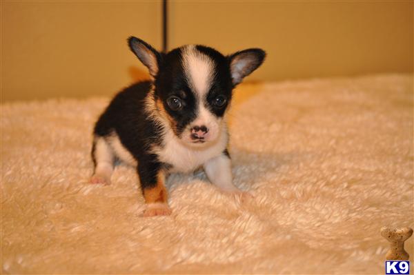 Puppies in Ocala
