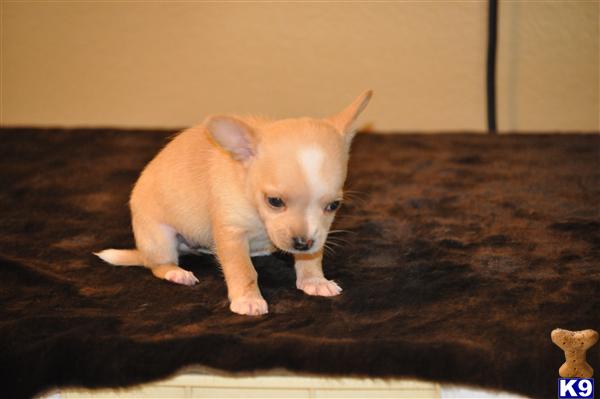 Puppies in Ocala