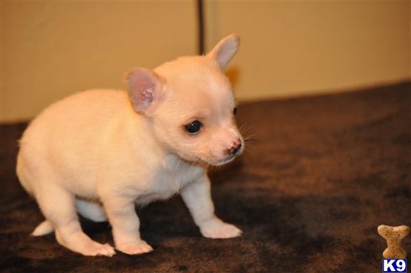 Puppies in Ocala