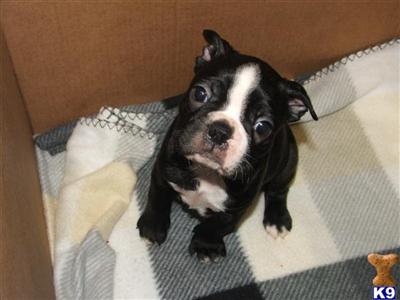Puppies in KY