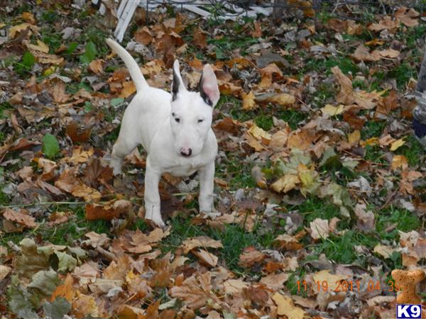 Puppies in CT