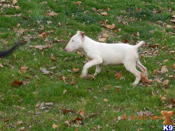 Puppies in CT