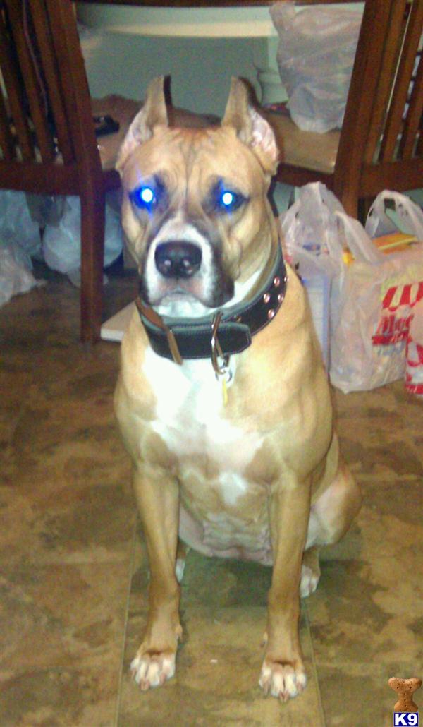 American Bandogge Mastiff Puppies