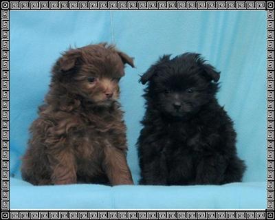 Puppies in Aiken