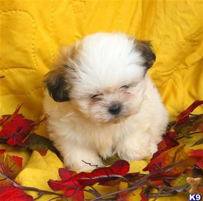 Mixed Breed Puppies for Sale