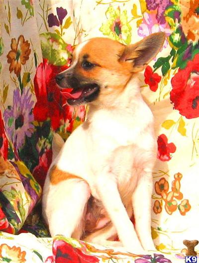 Mixed Breed Puppies for Sale