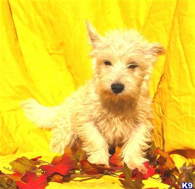 Mixed Breed Puppies for Sale