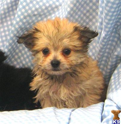 Mixed Breed Puppies for Sale
