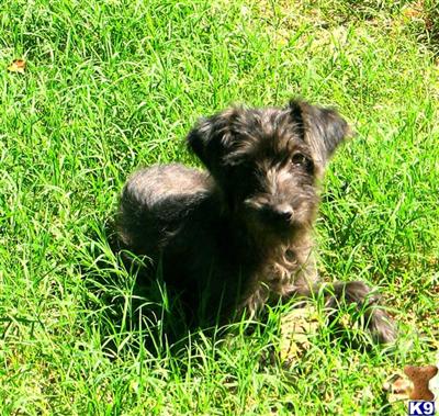 Mixed Breed Puppies for Sale