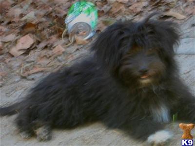 Mixed Breed Puppies for Sale