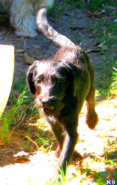 Mixed Breed Puppies for Sale