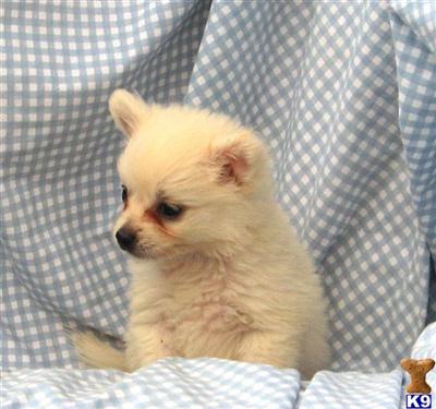 Mixed Breed Puppies for Sale