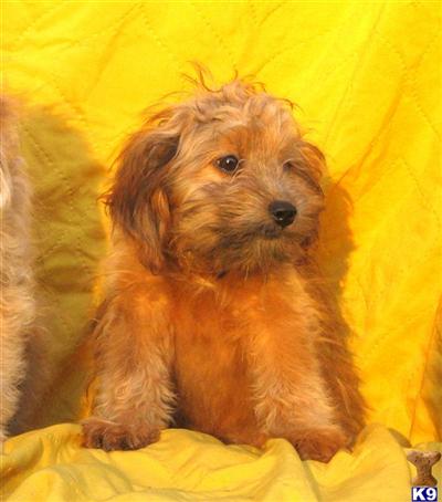 Mixed Breed Puppies for Sale