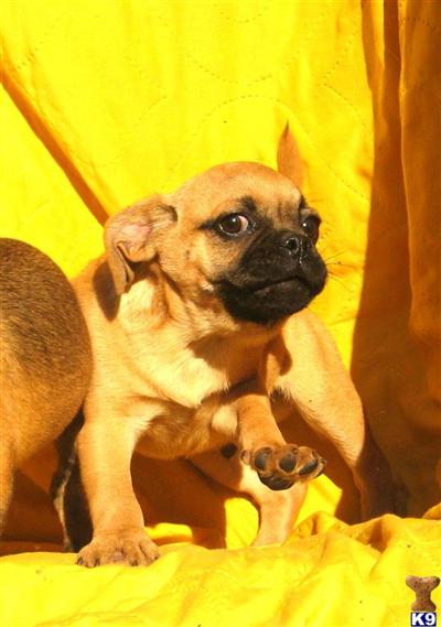 Mixed Breed Puppies for Sale
