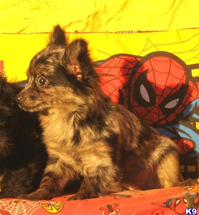 Dogs for Sale