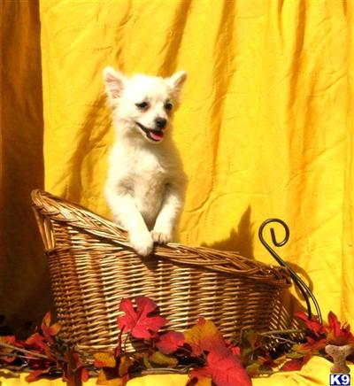 Puppies in SC