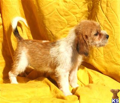 Mixed Breed Puppies for Sale