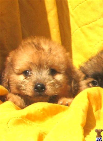 Mixed Breed Puppies for Sale