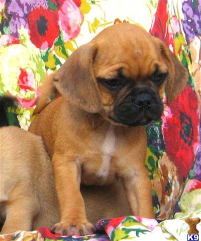 Mixed Breed Puppies for Sale