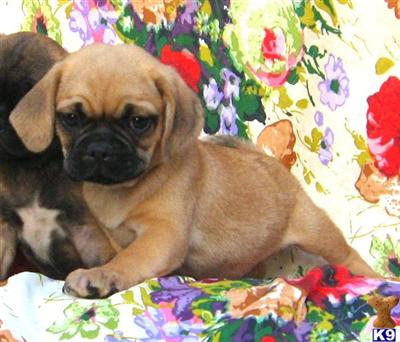 Mixed Breed Puppies for Sale
