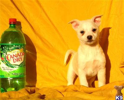 Mixed Breed Puppies for Sale