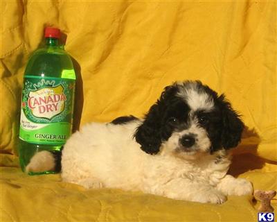 Mixed Breed Puppies for Sale