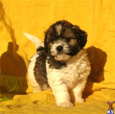 Mixed Breed Puppies for Sale