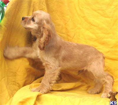 Cocker Spaniel Puppies for Sale