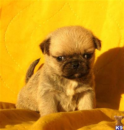 Mixed Breed Puppies for Sale