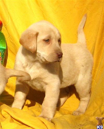 Labrador Retriever Puppies for Sale