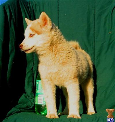 Siberian Husky Puppies for Sale