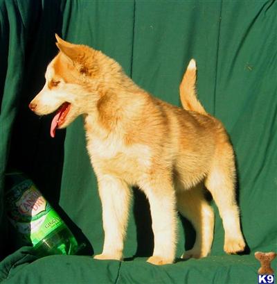 Siberian Husky Puppies for Sale