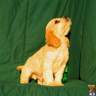 Cocker Spaniel Puppies for Sale