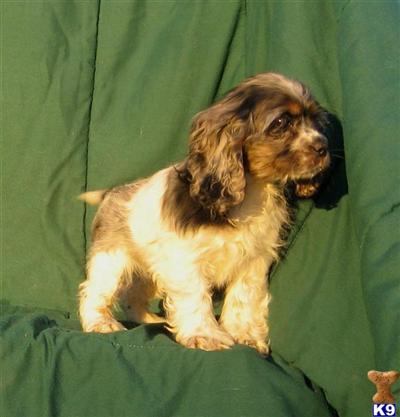 Cocker Spaniel Puppies for Sale