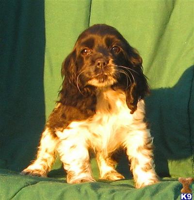 Cocker Spaniel Puppies for Sale