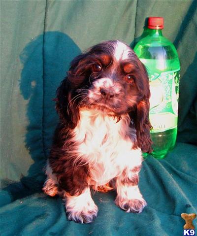 Cocker Spaniel Puppies for Sale