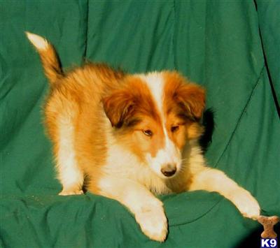 Collie Puppies for Sale