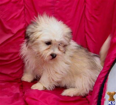 Mixed Breed Puppies for Sale