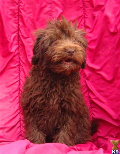 Mixed Breed Puppies for Sale