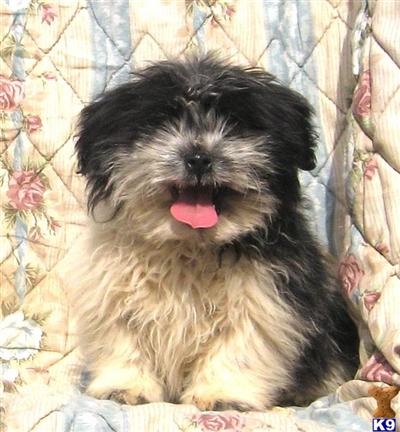 Mixed Breed Puppies for Sale