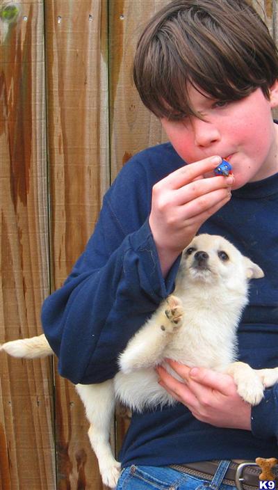 Mixed Breed Puppies for Sale