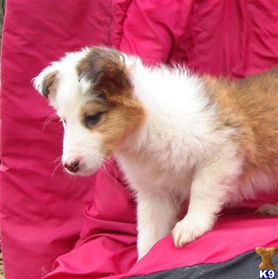 Mixed Breed Puppies for Sale