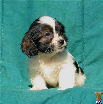 Mixed Breed Puppies for Sale