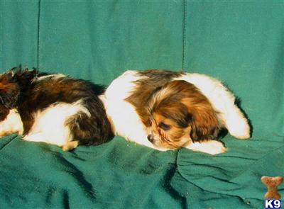 Mixed Breed Puppies for Sale
