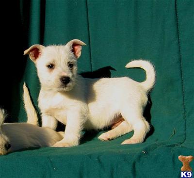Mixed Breed Puppies for Sale