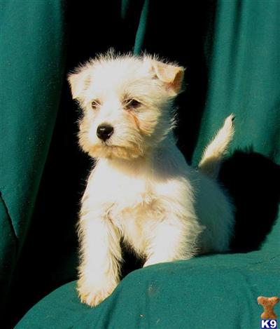Mixed Breed Puppies for Sale
