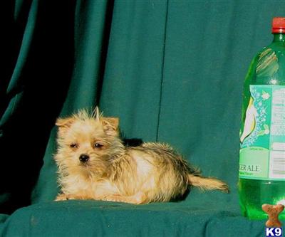 Mixed Breed Puppies for Sale
