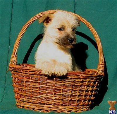 Mixed Breed Puppies for Sale